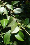 Image of Sasanqua camellia