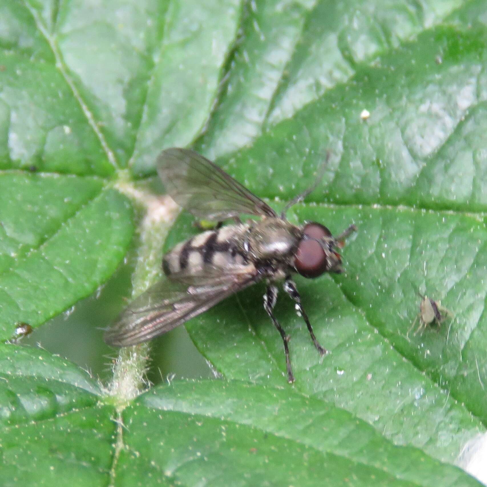 Image of Portevinia maculata (Fallen 1817)