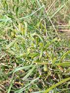 Image of Acacia farinosa Lindl.