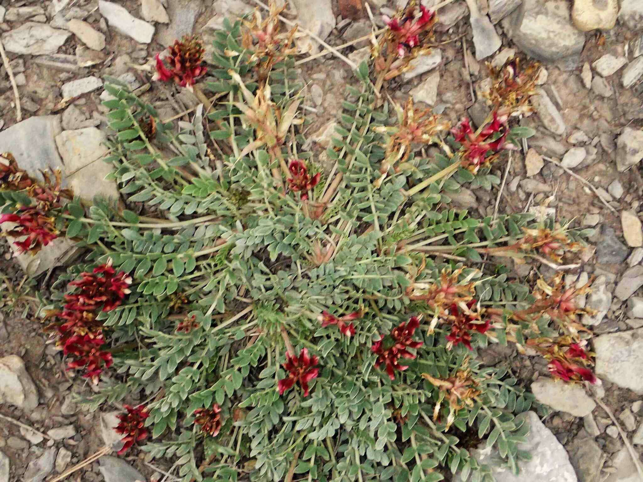 Image of Astragalus incanus subsp. incanus