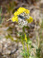 Parnassius ariadne (Lederer 1853) resmi