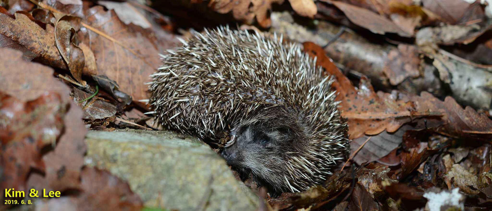 Imagem de Erinaceus amurensis Schrenk 1859