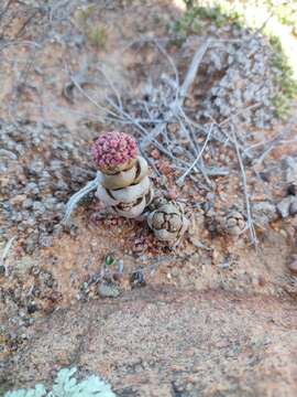 Image of Crassula columnaris subsp. prolifera Friedrich