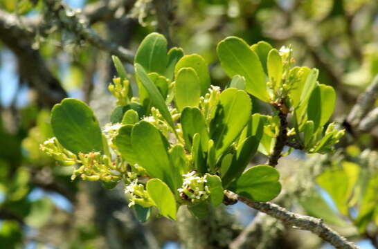 Image of <i>Lumnitzera <i>racemosa</i></i> var. racemosa