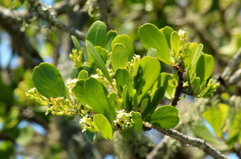 Image of <i>Lumnitzera <i>racemosa</i></i> var. racemosa