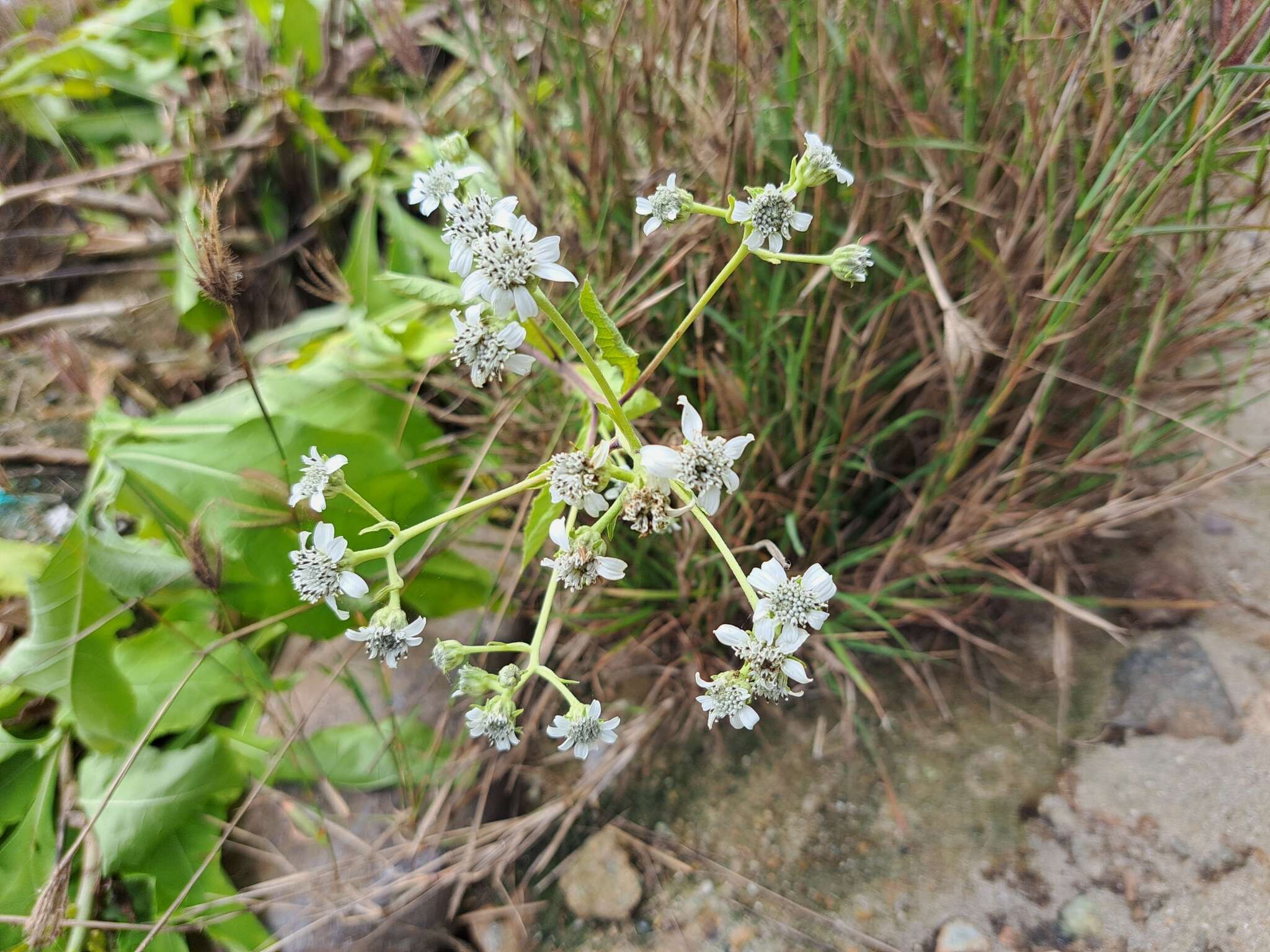 Image of Verbesina eggersii Hieron.