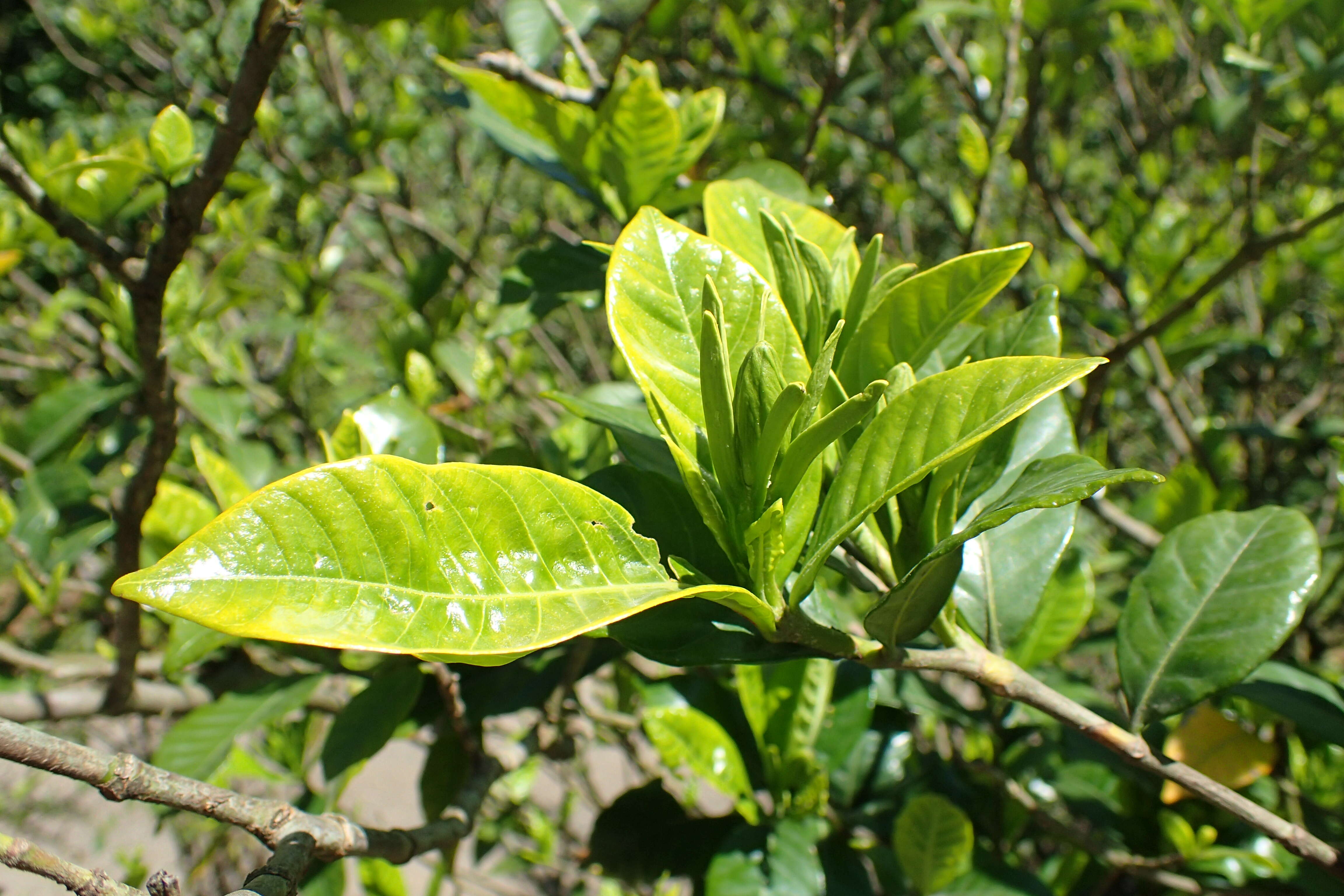 Image of Cape jasmine