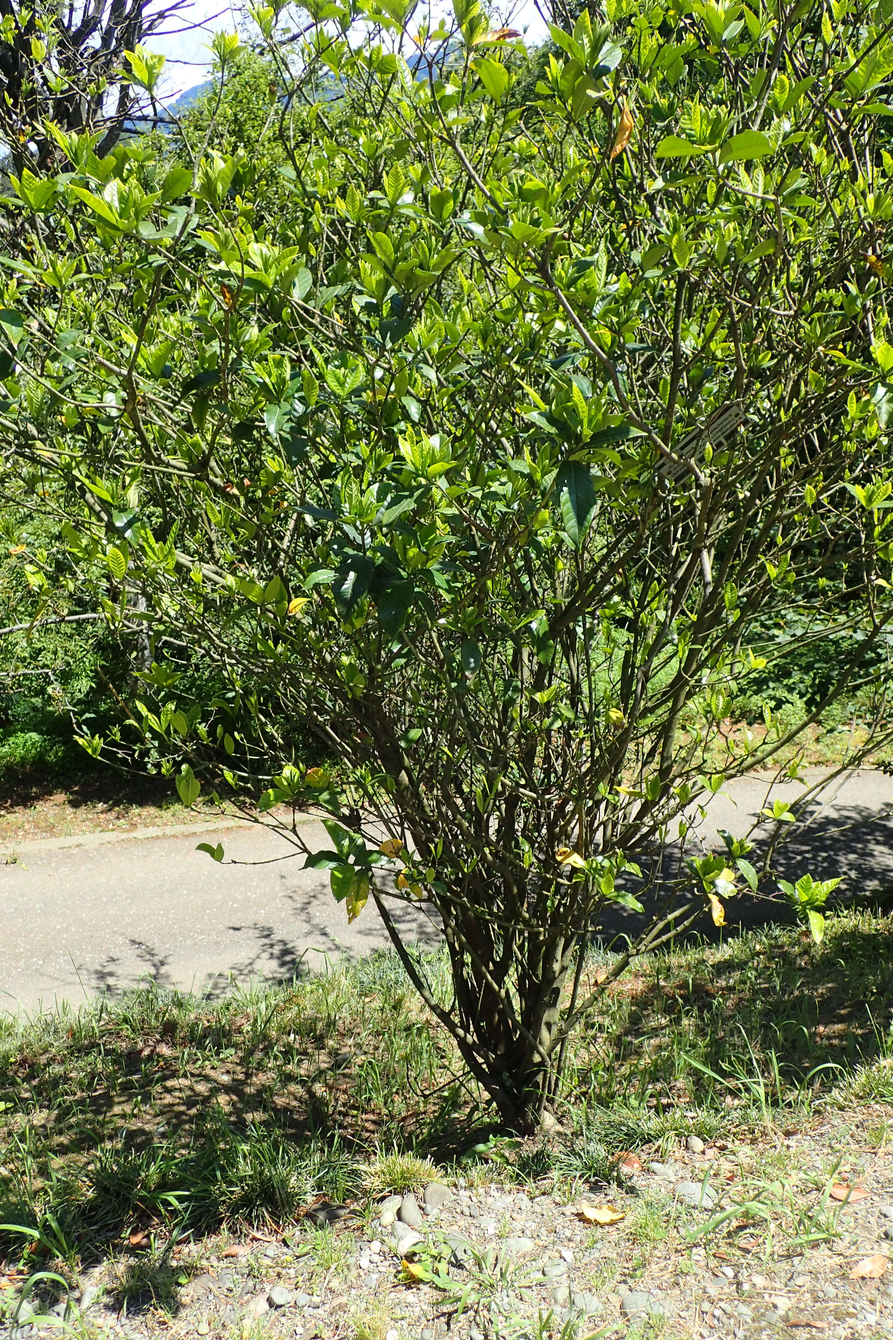 Image of Cape jasmine