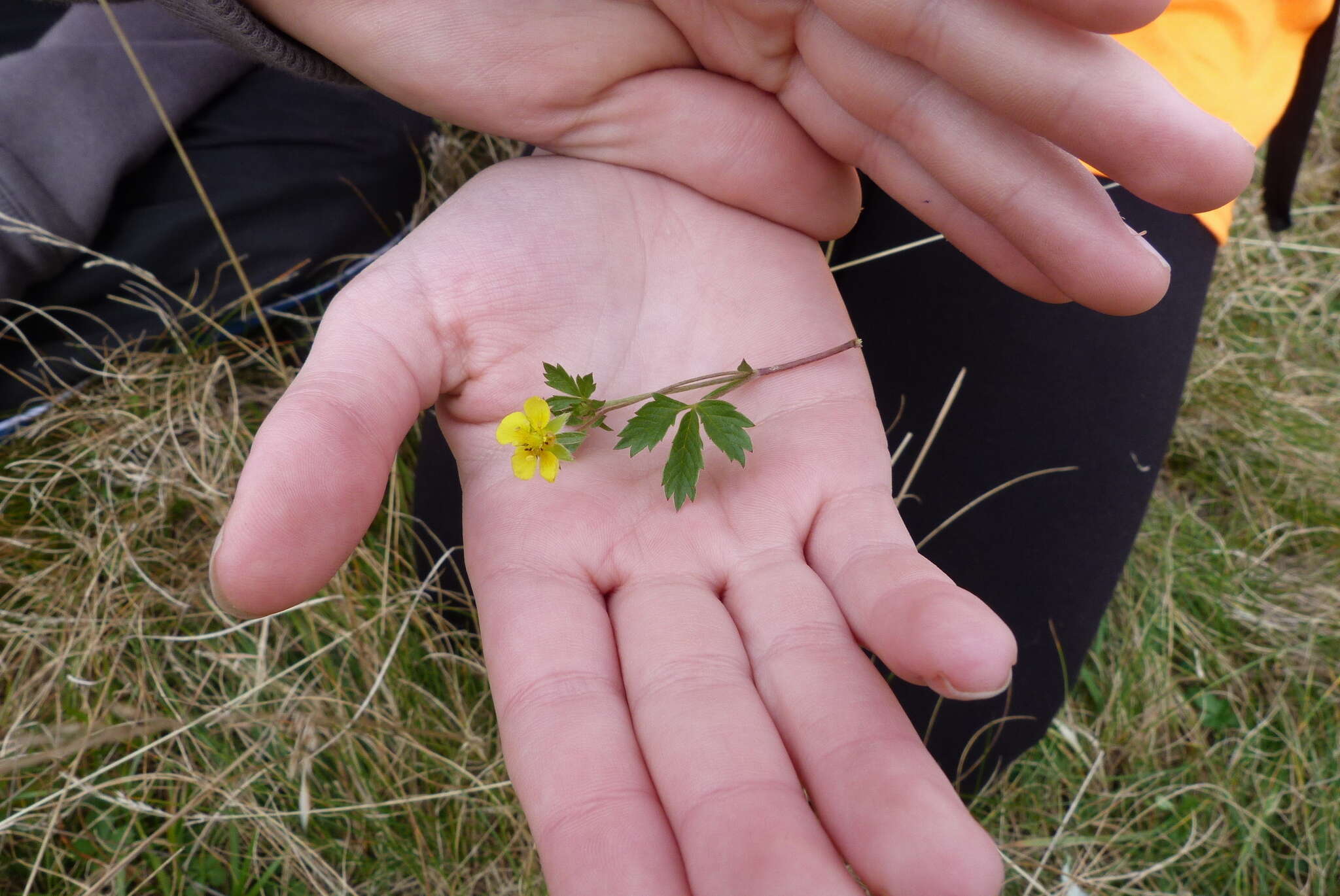 Image of English cinquefoil