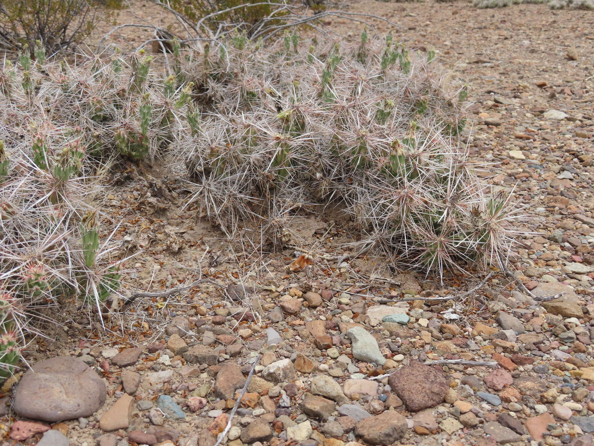 Image of Big Bend pricklypear