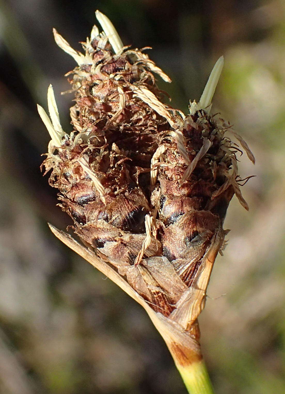 Image of Hellmuthia membranacea (Thunb.) R. W. Haines & Lye