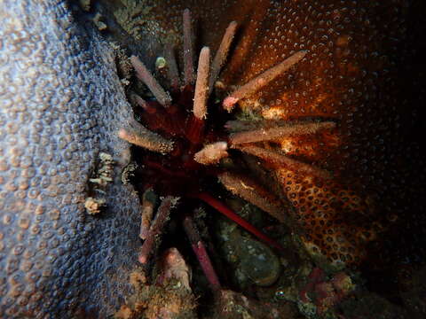 Image de Phyllacanthus parvispinus Tenison-Woods 1878