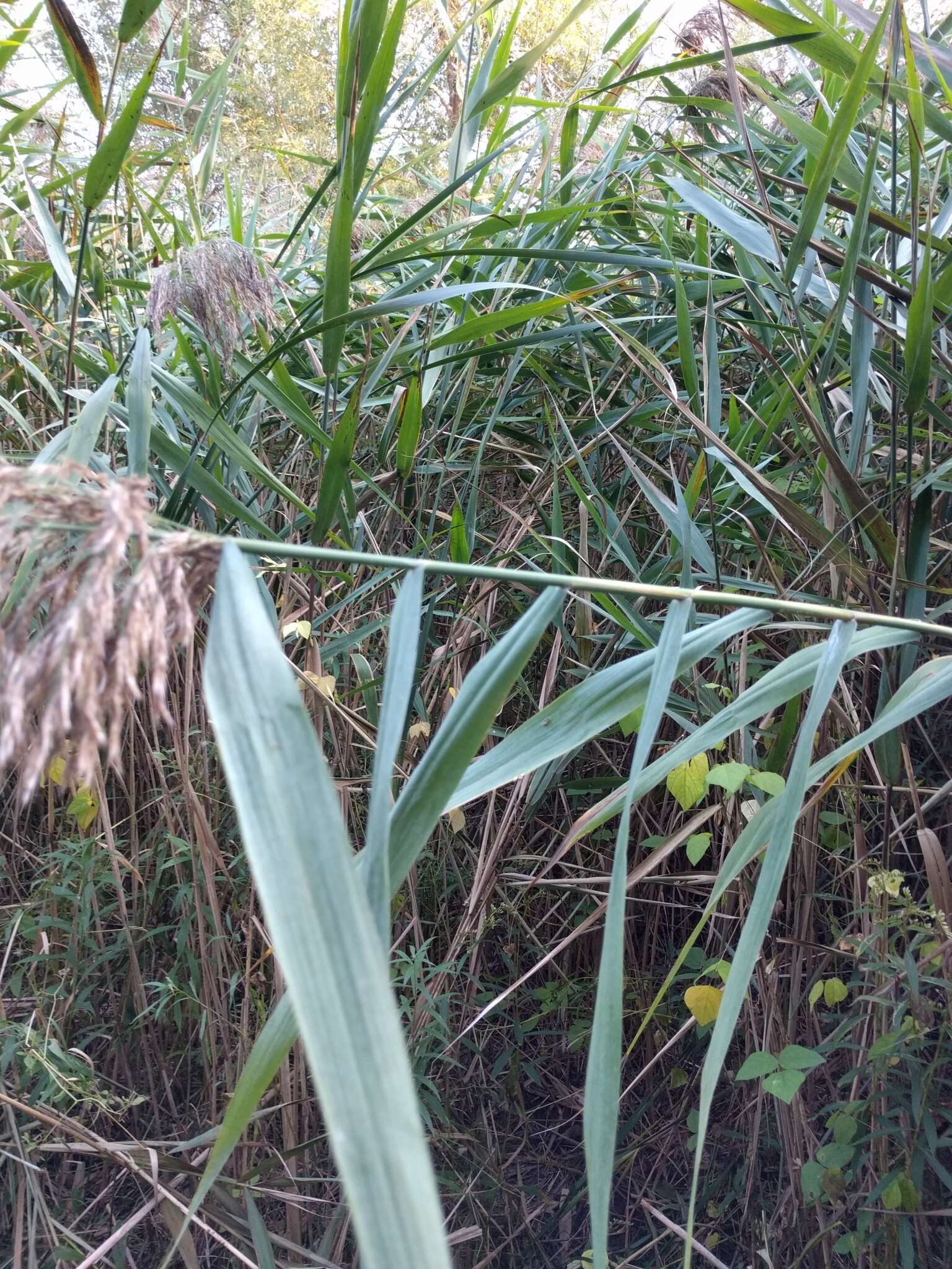 Image of Phragmites australis subsp. australis