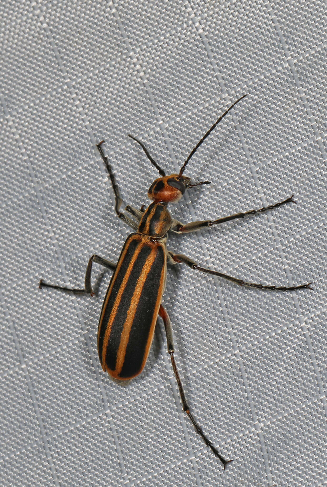 Image of Striped Blister Beetle