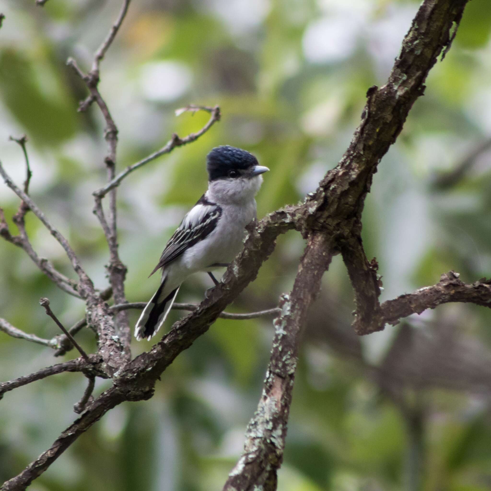 Image of Gray-collared Becard