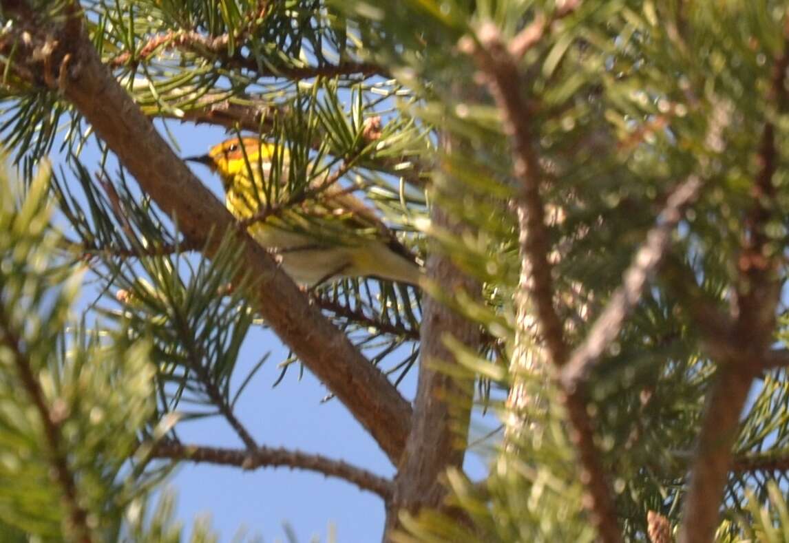 Image of Cape May Warbler