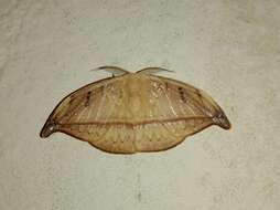 Image of <i>Callidrepana patrana</i>