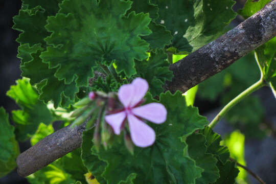 Image of horseshoe geranium