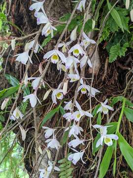 Image de Dendrobium amoenum Wall. ex Lindl.