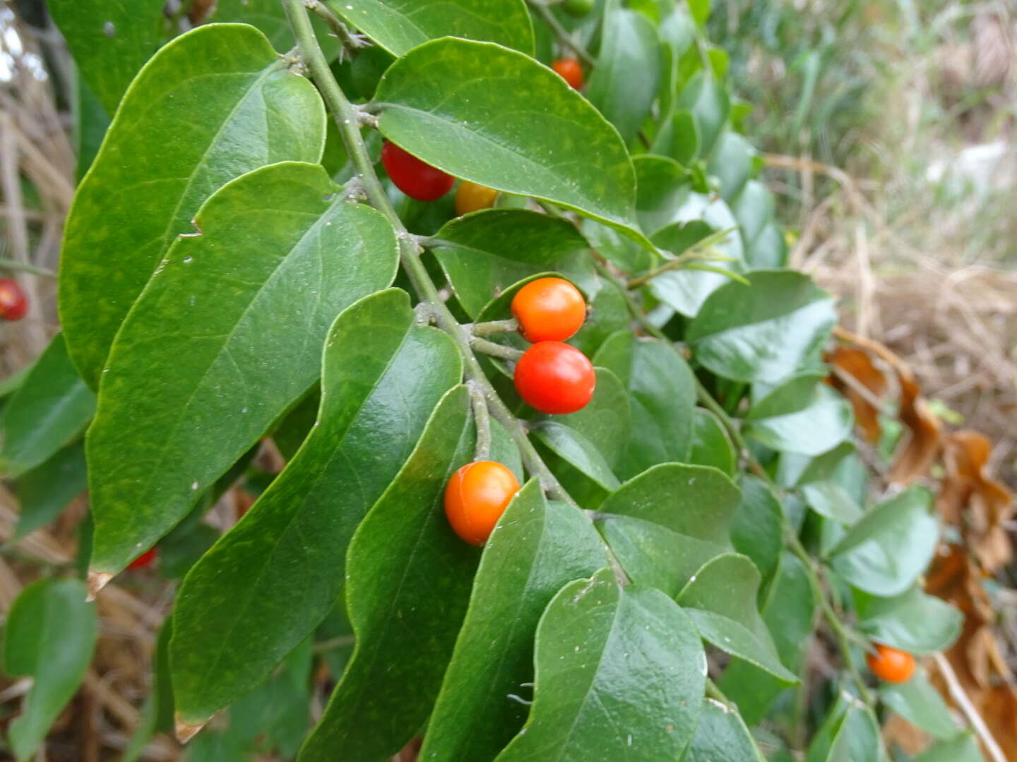 Image of Cansjera rheedei J. F. Gmel.