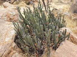 Image of Euphorbia griseola subsp. griseola