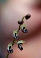 Image of Bonnet orchids