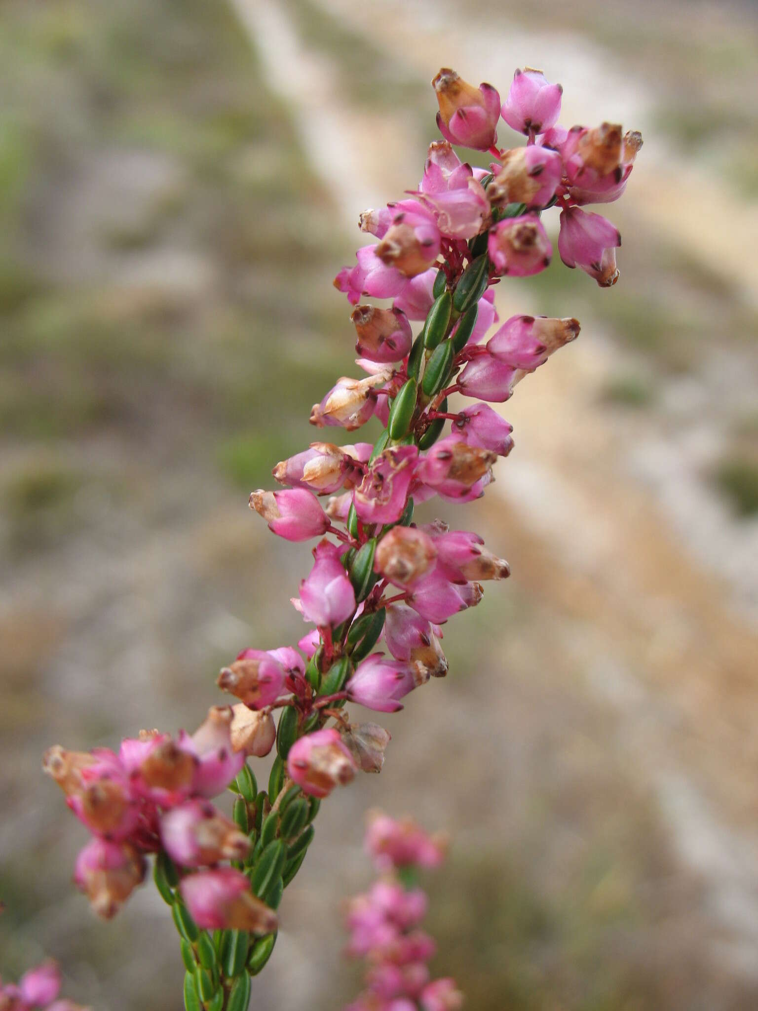 Image of Erica rhopalantha Dulfer