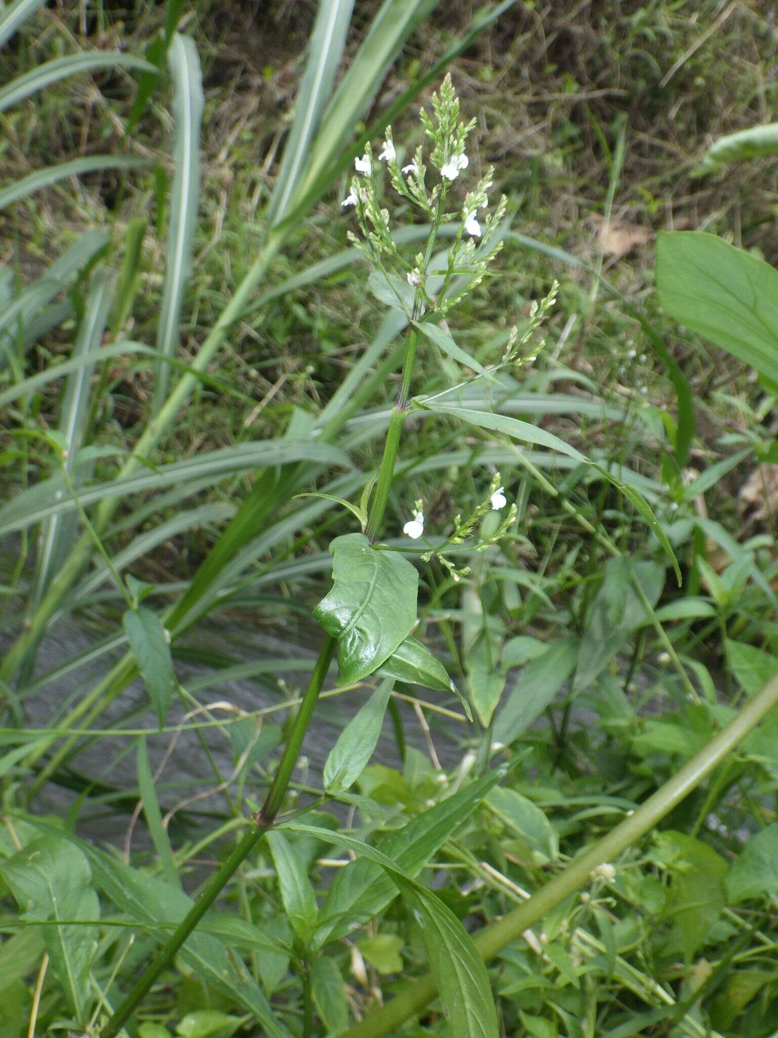 Image of Marsh Water-Willow