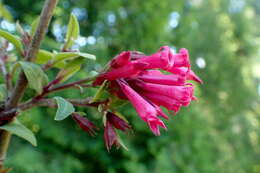 Image of purple cestrum