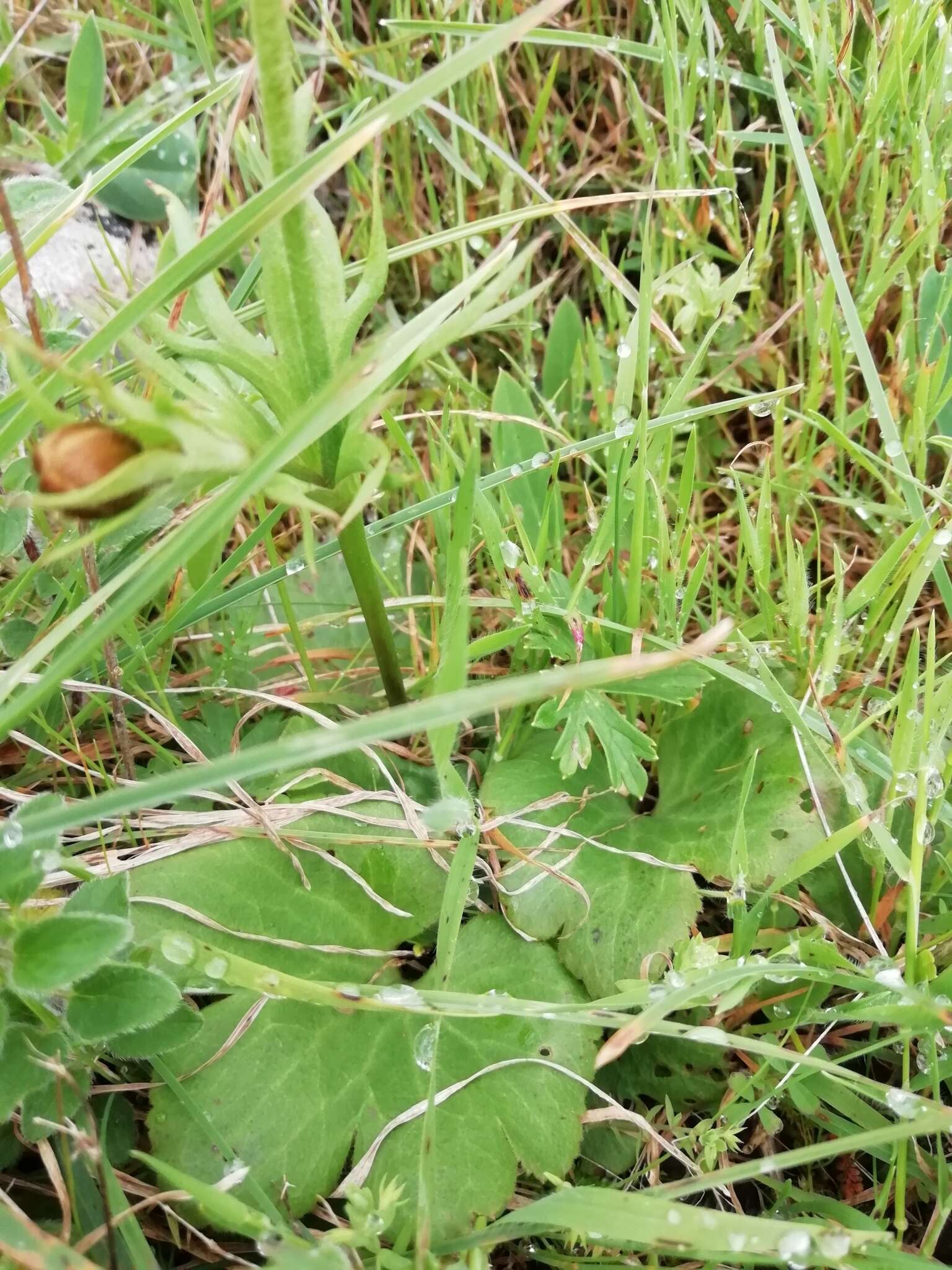 Image of Anemone palmata L.