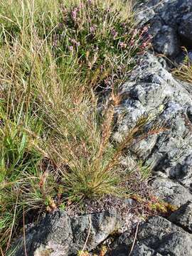 Image de Festuca vivipara (L.) Sm.