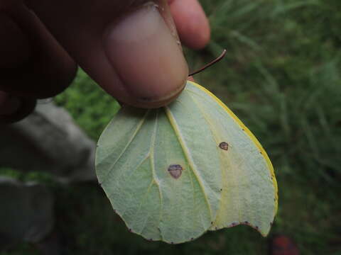 Image of Gonepteryx amintha formosana