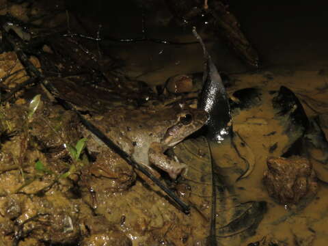 Imagem de Leptodactylus podicipinus (Cope 1862)