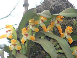 Image of Maxillaria mombachoensis A. H. Heller ex J. T. Atwood