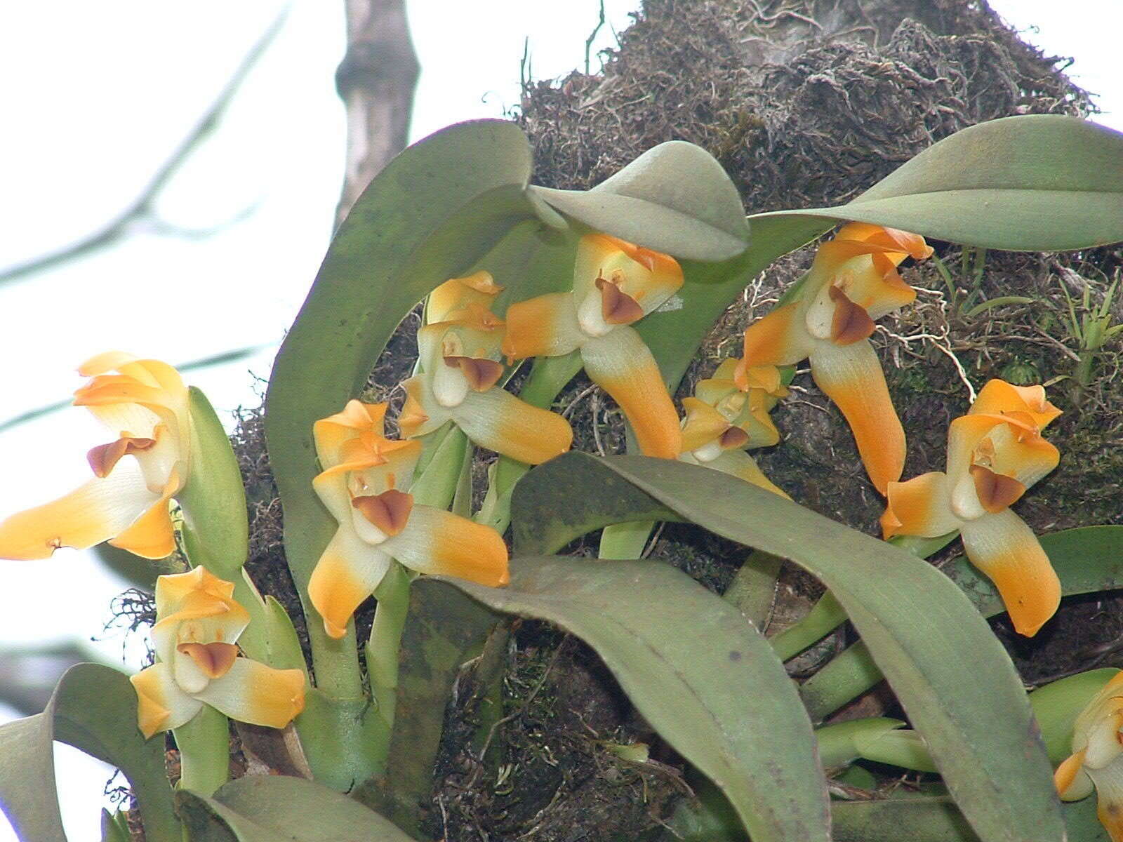 Image of Maxillaria mombachoensis A. H. Heller ex J. T. Atwood