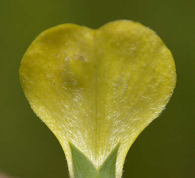 Слика од Aspalathus angustifolia (Lam.) R. Dahlgren