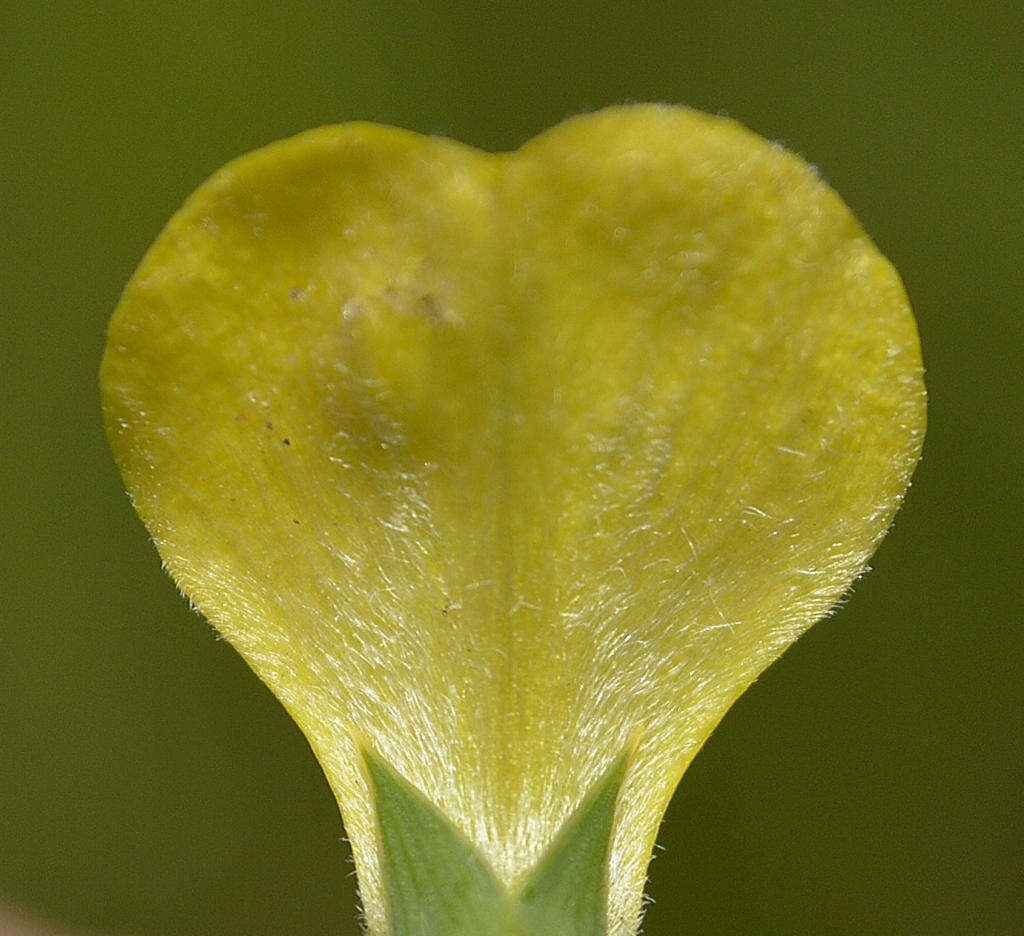 Слика од Aspalathus angustifolia subsp. angustifolia