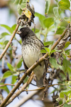 Image of Platyspiza Ridgway 1897