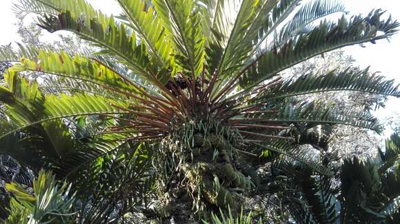 Image of Suurberg Cycad