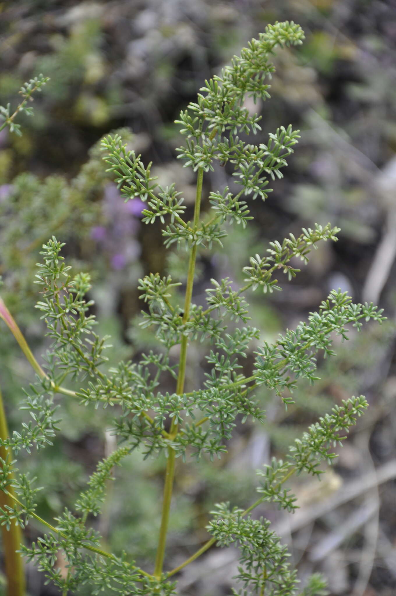 Image of Ferulago campestris (Besser) Grec.