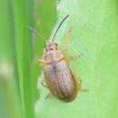 Image of Ophraella cribrata (J. L. Le Conte 1865)