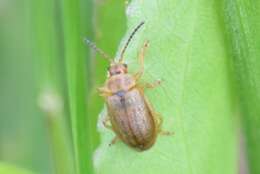 Image of Ophraella cribrata (J. L. Le Conte 1865)