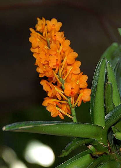 Image of Vanda garayi (Christenson) L. M. Gardiner