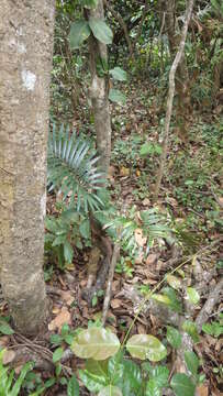 Image of Madagascar Cycad