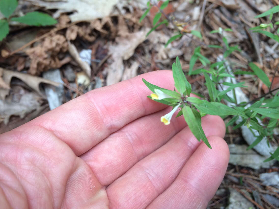 Plancia ëd Melampyrum lineare Desr.