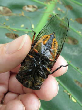 Image of Cryptotympana mandarina Distant 1891