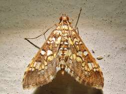 Image of Assembly Moth