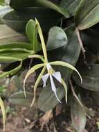 Plancia ëd Epidendrum oerstedii Rchb. fil.