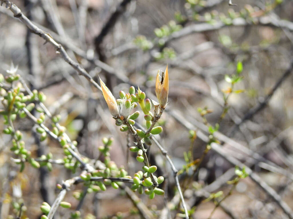 Image of Grahamia bracteata Gill.