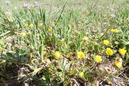 Image of Potentilla incana Gaertn. Mey. & Scherb.